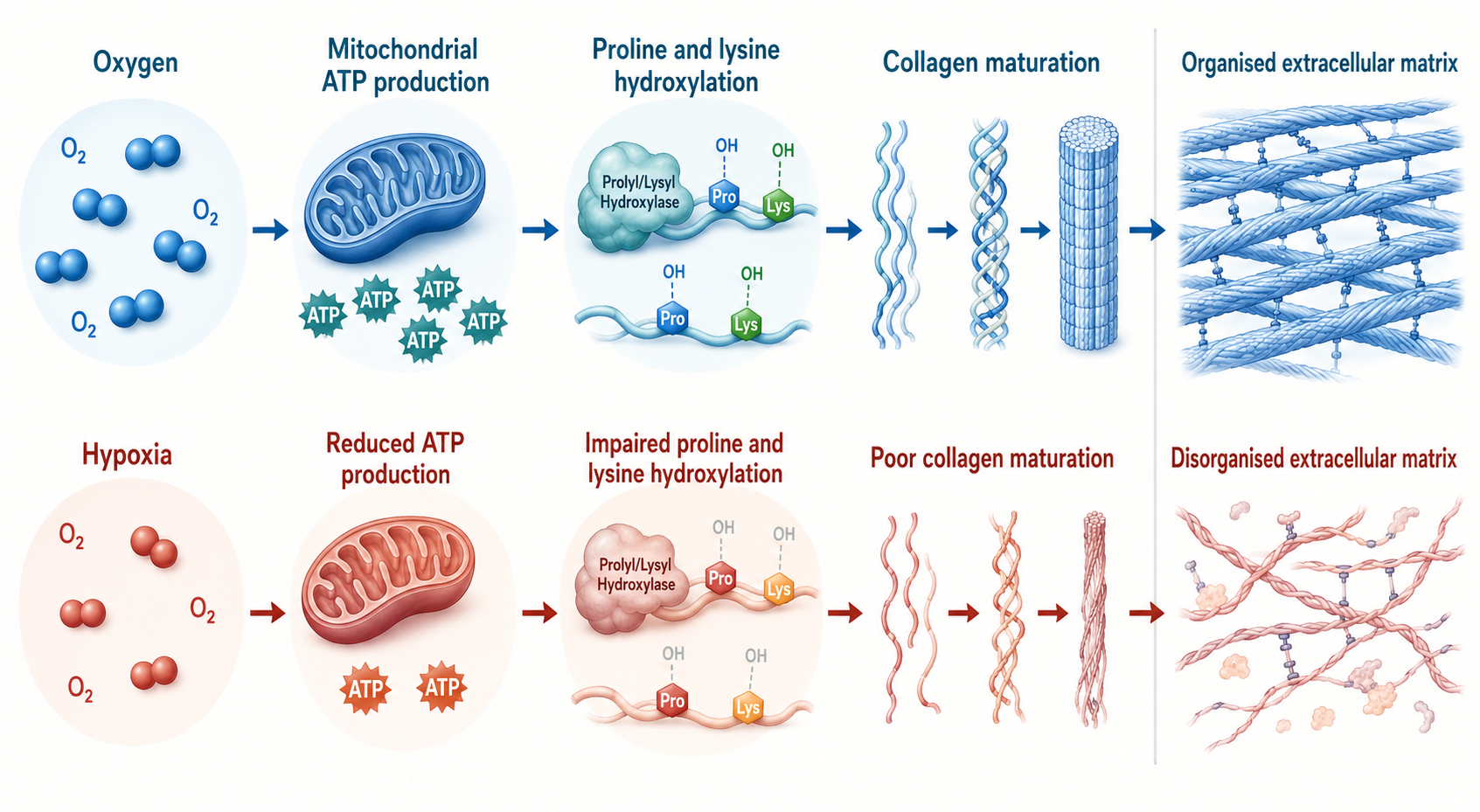 Scientific diagram comparing oxygen-supported ATP production and collagen maturation with the effects of hypoxia